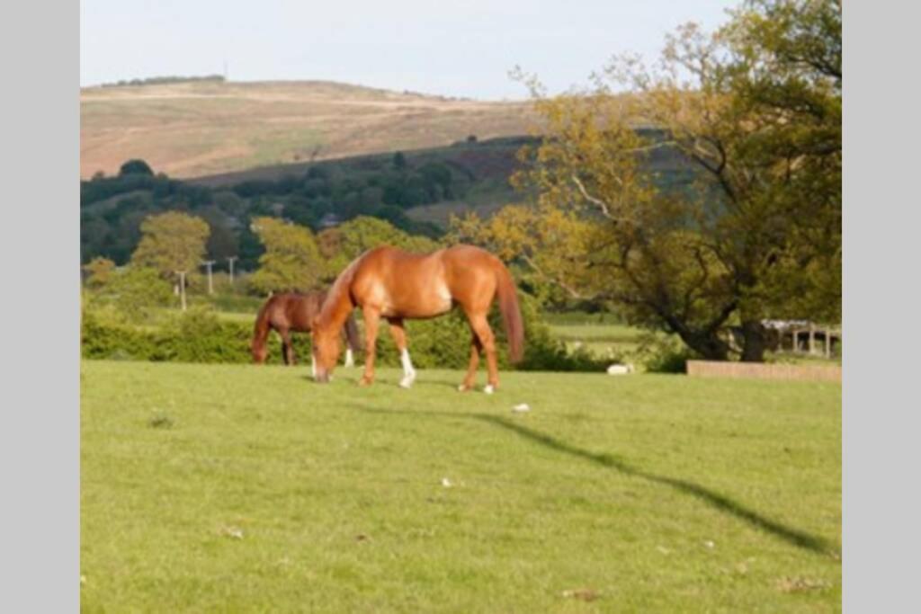 Upper Heath Farm - Stable Cottage Ludlow Craven Arms Kültér fotó